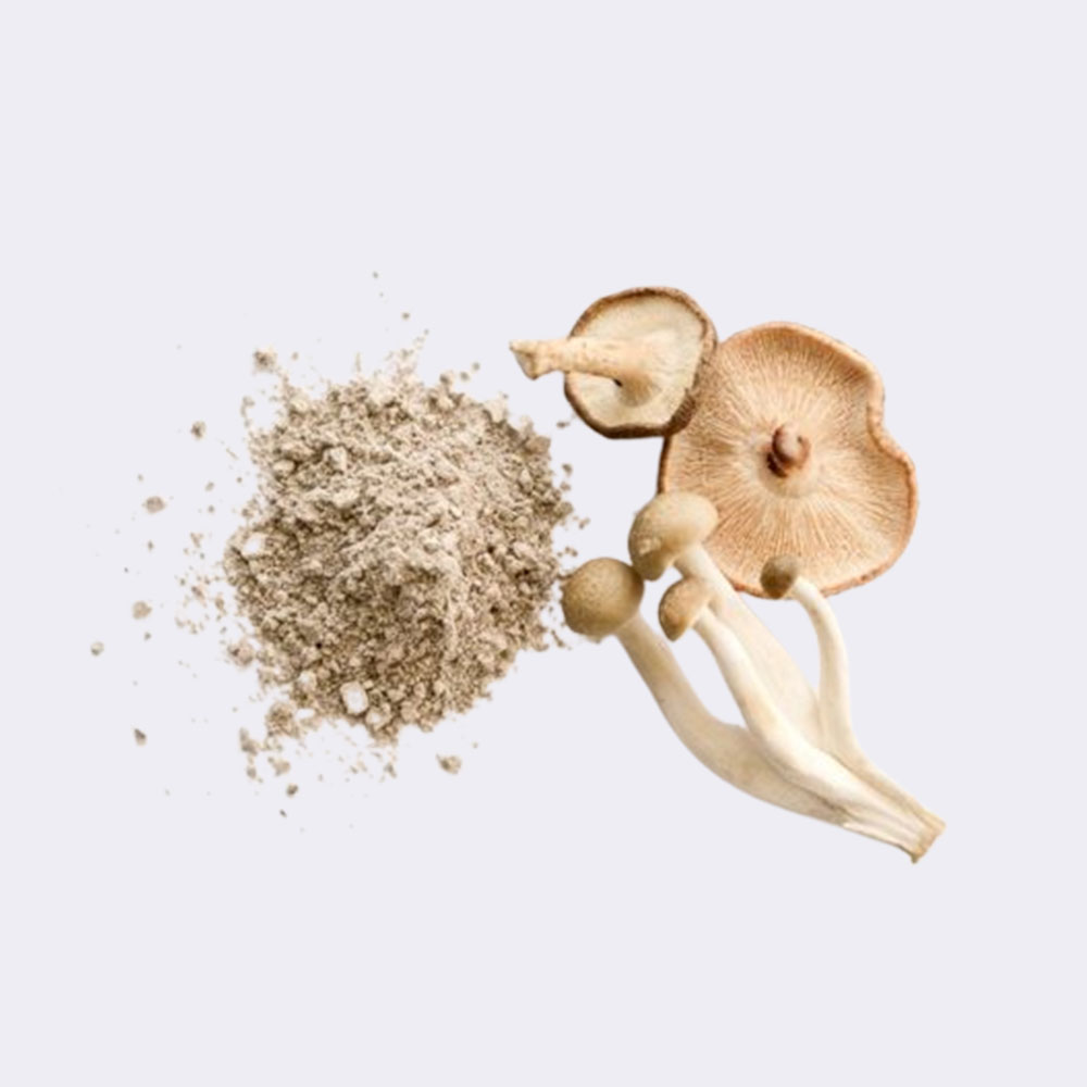 Fungus extract